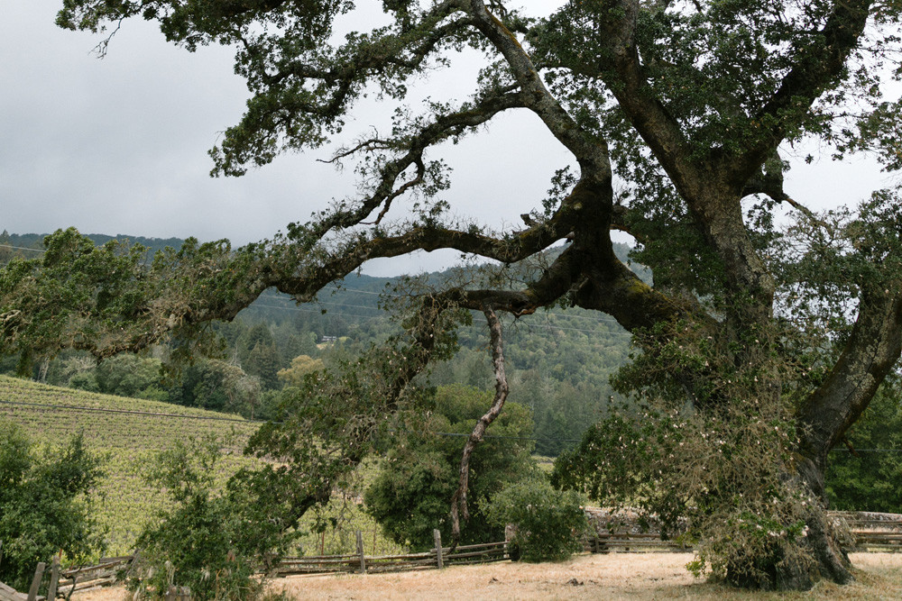 Jack London Park Oak Trees