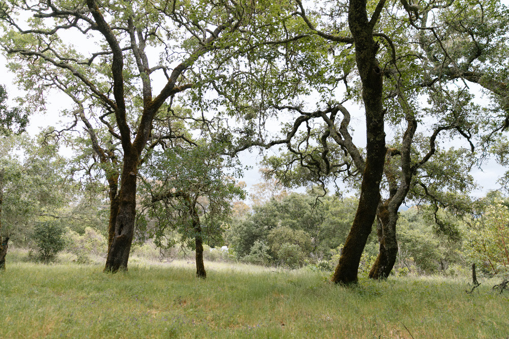 Ancient Oaks at Jack London Park